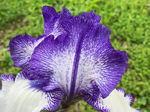 My Neighbor's Iris