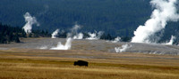 Lone Bison