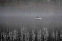 Foggy Romance