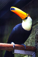 If One Can, then Toucan
