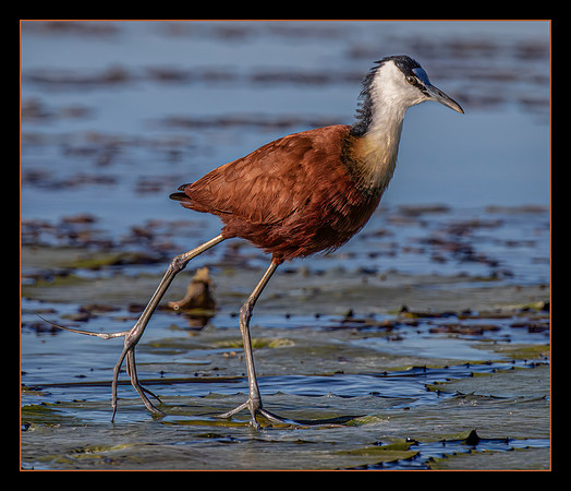 Walking on Water