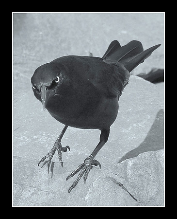 Nevermore