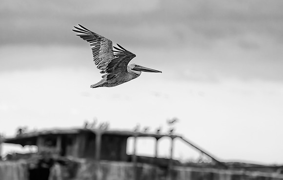 Flying By Myself
