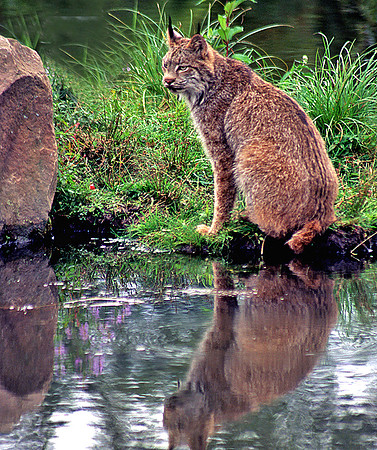 Lynx and Reflection