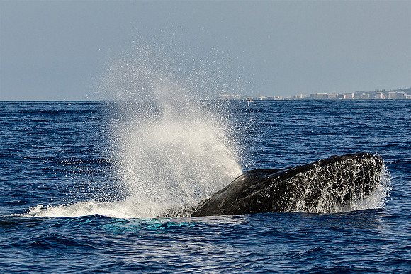 Whale Head Lunge