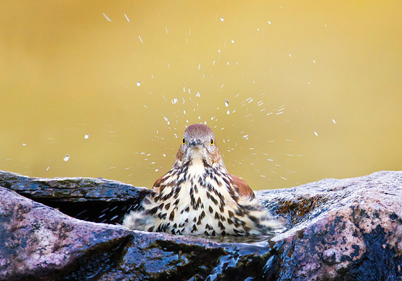Splash