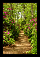 Enchanted Forest