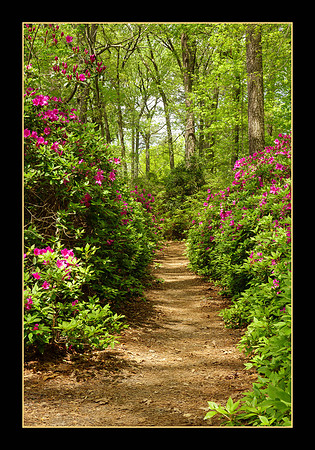 Enchanted Forest