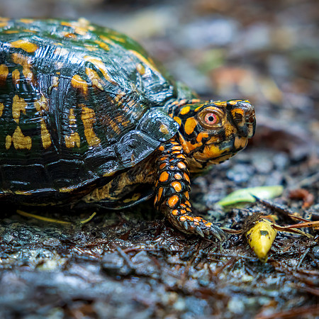 Eye of the Turtle