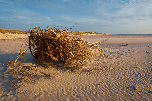Wind Swept