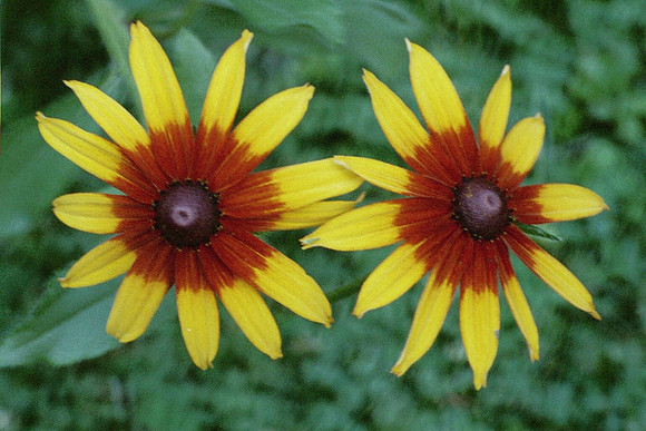 twins