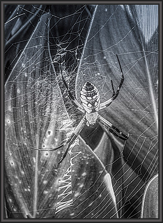 En Garde!