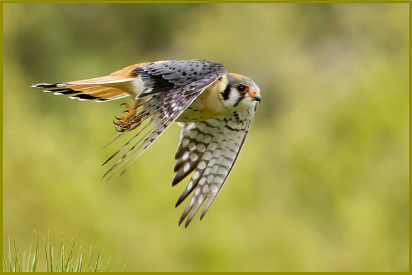Kestrel's Laser Focus