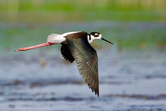 Stilt Can Fly