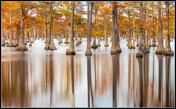 Cypress Trees in Fall - 1st