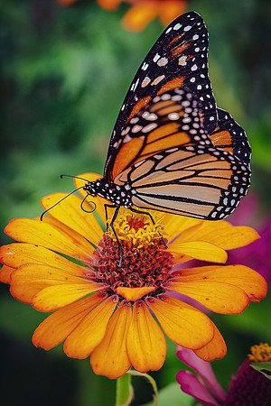 The Mystical Monarch