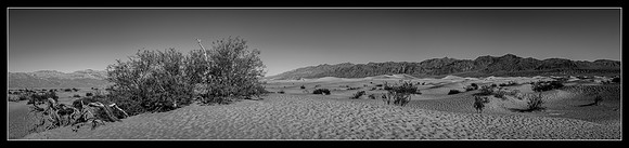 Driftwood in the Desert