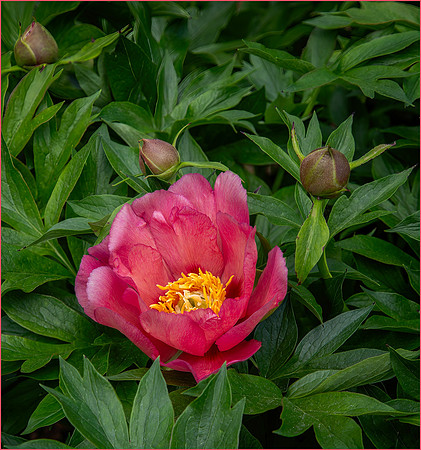 Pop of Peony