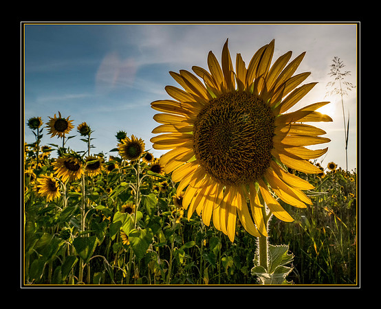 Sunflower Onstage