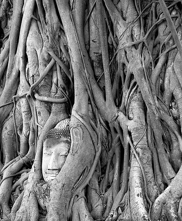 Roots of Reverence - 2nd