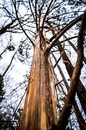 Stripped Bare