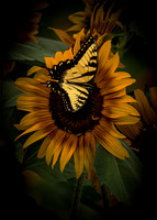 Butterfly and Sunflower