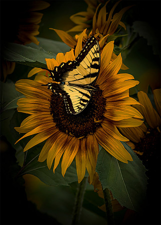 Butterfly and Sunflower