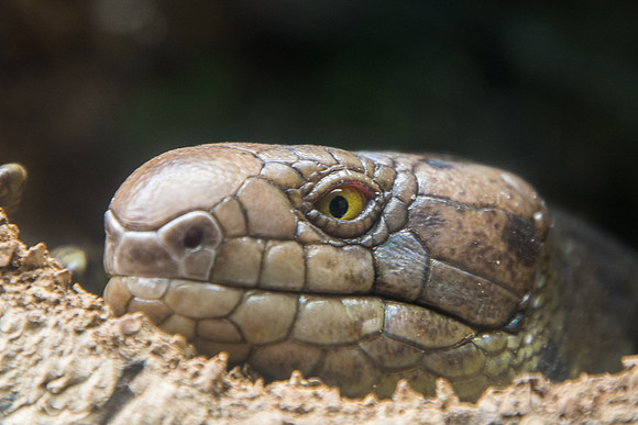 The Snake