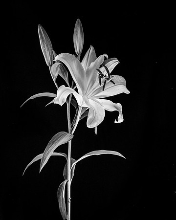 Lily