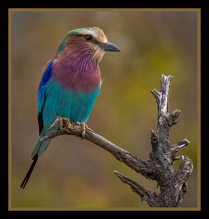 Lilac Breasted Roller
