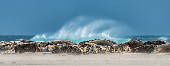 Sleeping Seals of Sable