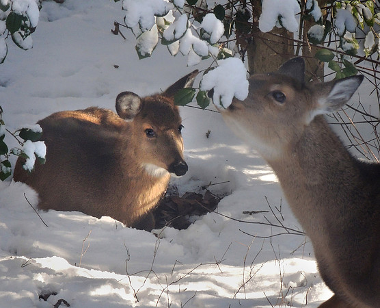 Winter Rest Stop