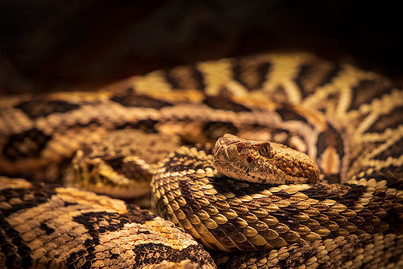 Relaxed Rattler - HM