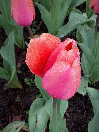 Wet Tulip