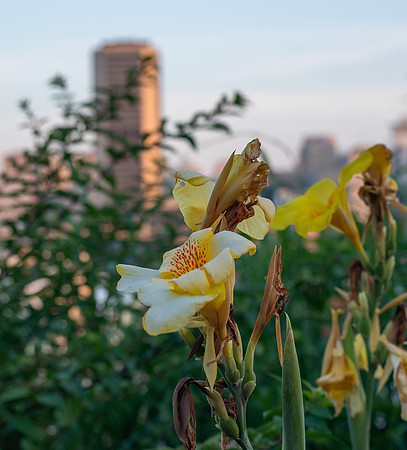 Skyline Bloom