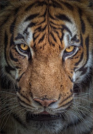 tyger, tyger