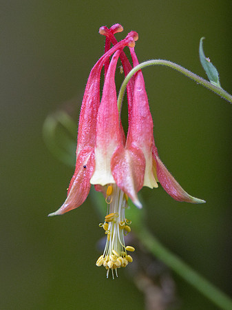 Columbine