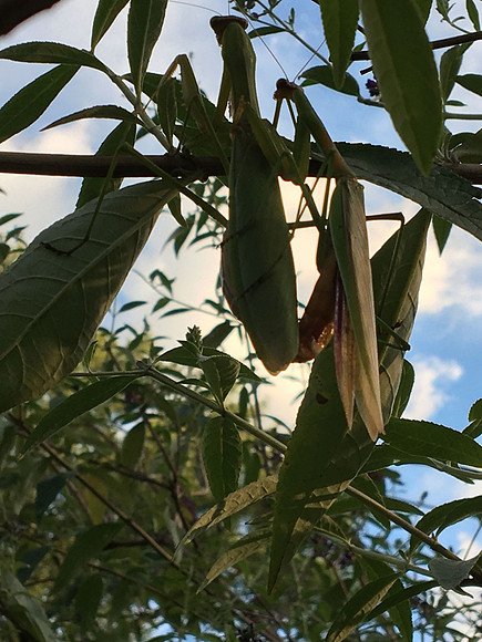 Praying Mantis Romance