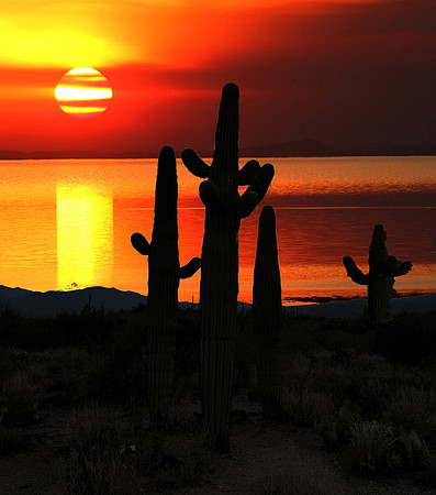 Saguaro Cactus Sunset