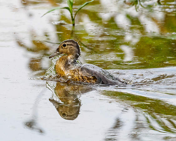 Ducky bath time