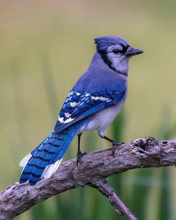 Blue Jay Portrait