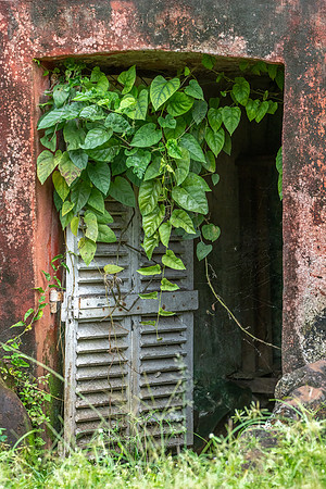 Overgrown
