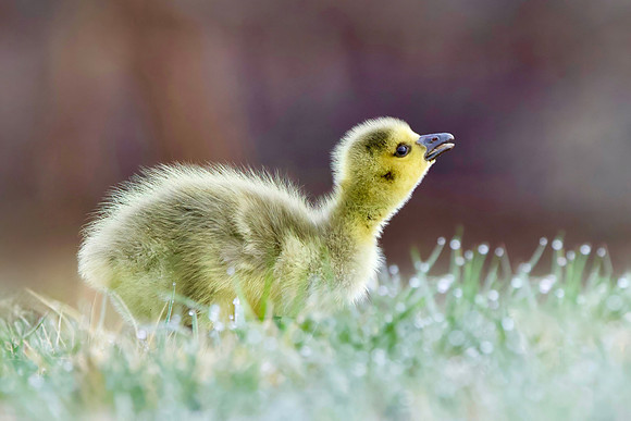 Golden Gosling
