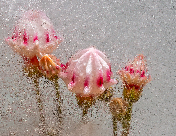 Cold Buds