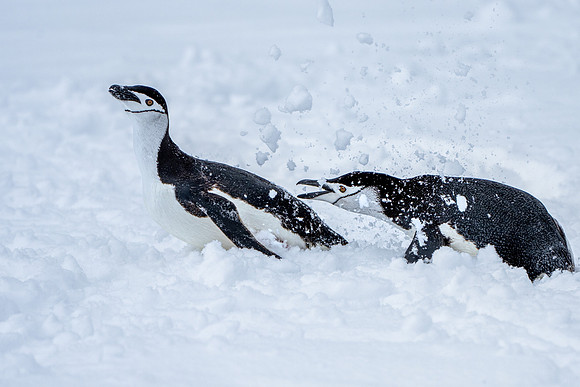 Playing in the Snow
