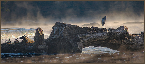Misty Morning Sentinel - HM