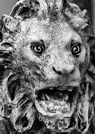 Eyes of the Lion