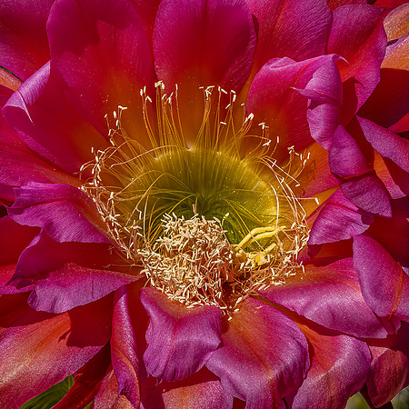 Cactus Flower