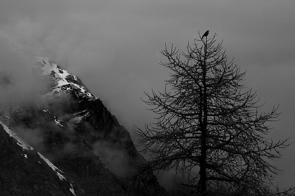 Alpine Sentry