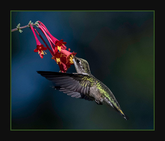 Hummingbird at Work